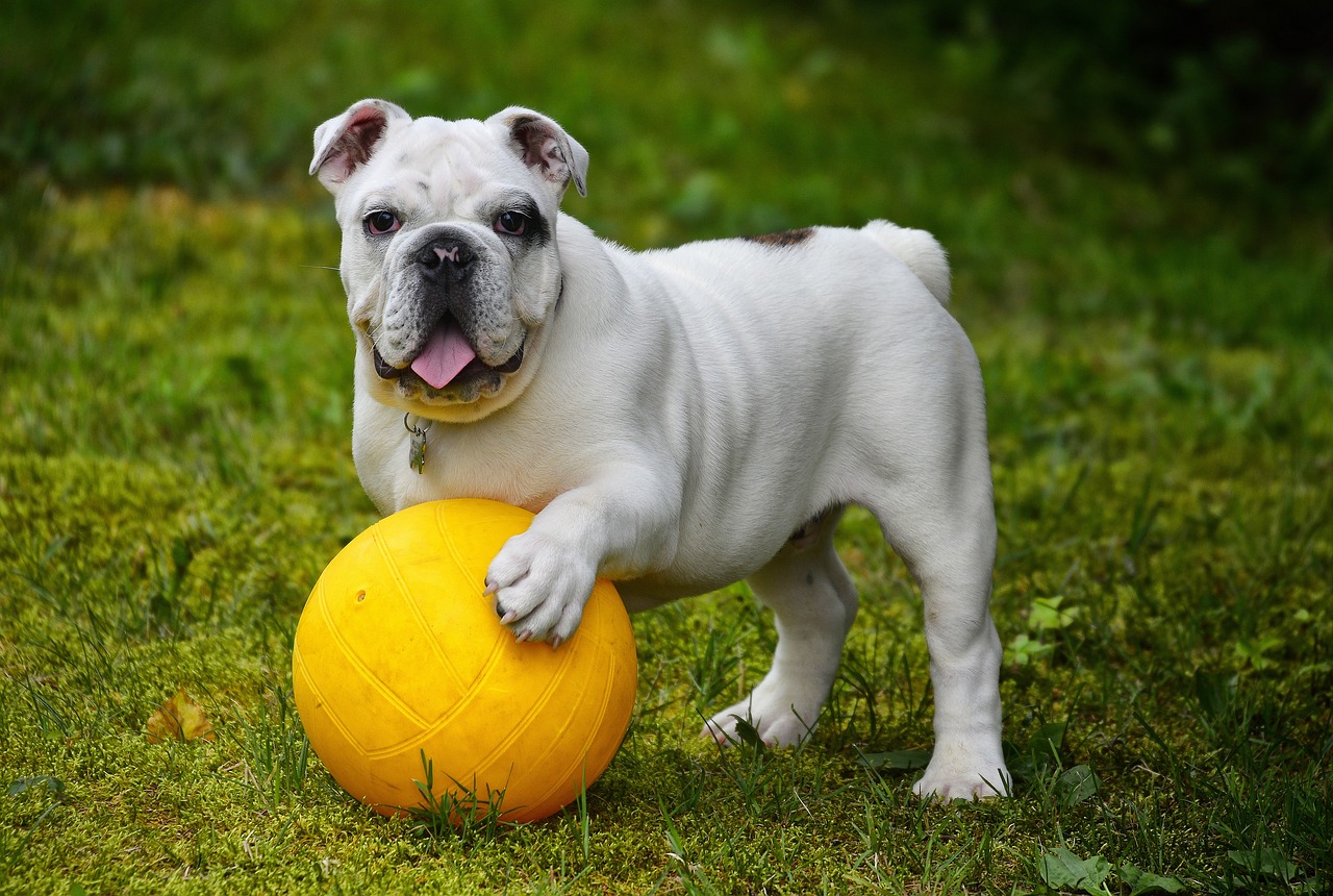 The Affectionate Traits of the American Bulldog